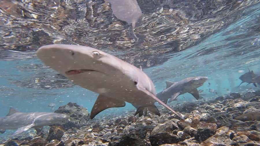 Sal Island: Shark Bay Experience from Santa Maria - Shark Bay on Sal: why this small 2-hour outing feels big