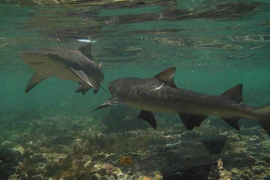Sal Island: Shark Bay Experience from Santa Maria - Who should book this and who should skip it