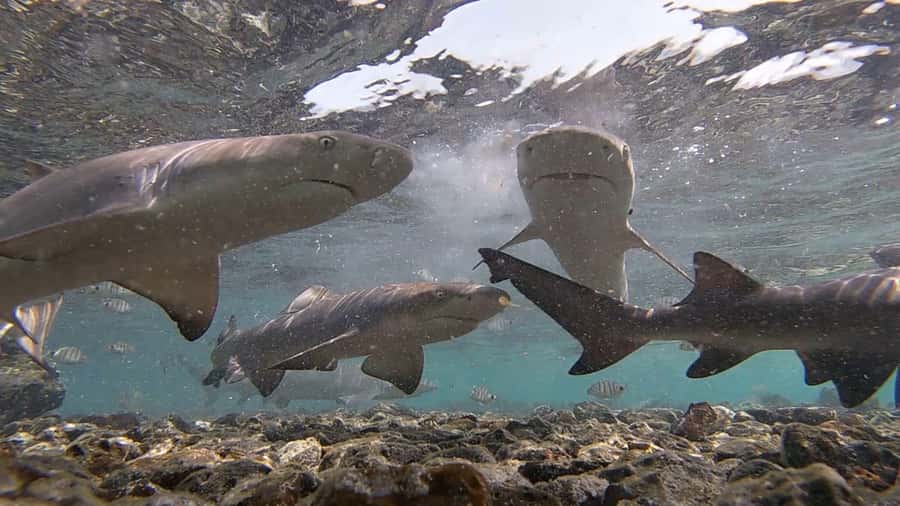 Sal Island: Shark Bay Experience from Santa Maria - Choosing shore vs. water: what each option really feels like