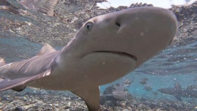 Sal Island: Shark Bay Experience from Santa Maria - The Shark Bay setting: an east-side rookery you can actually see