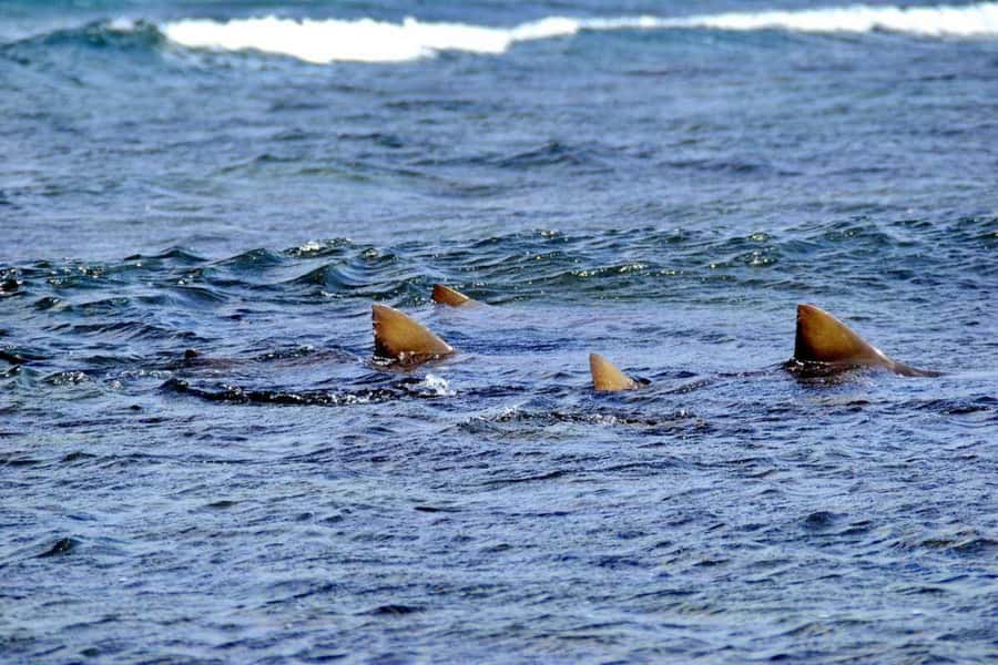 Sal Island: Shark Bay Experience from Santa Maria - Lemon sharks up close: what to expect without panic