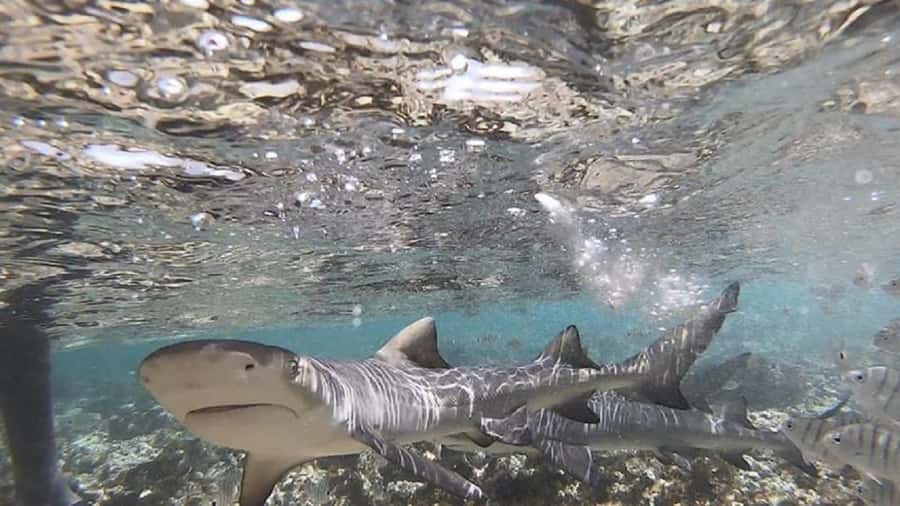 Sal Island: Shark Bay Experience from Santa Maria - The in-water safety system: why water shoes are more than a comfort item