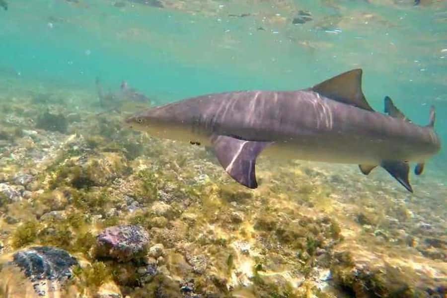 Sal Island: Shark Bay Experience from Santa Maria - How the guides shape your experience: learning plus real people