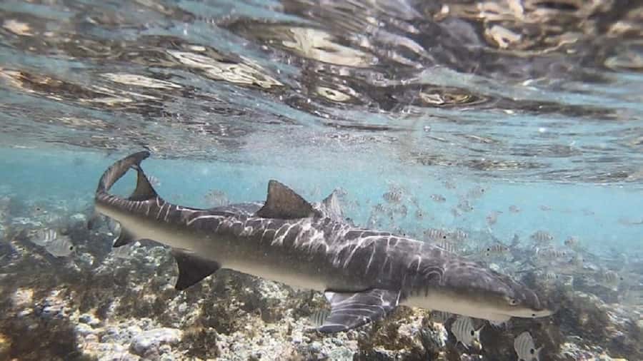 Sal Island: Shark Bay Experience from Santa Maria - Price and value: is $35 a fair deal?