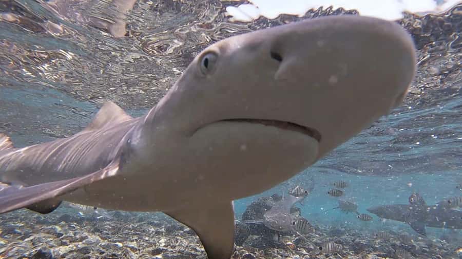 Sal Island: Shark Bay Experience from Santa Maria - The Shark Bay setting: an east-side rookery you can actually see