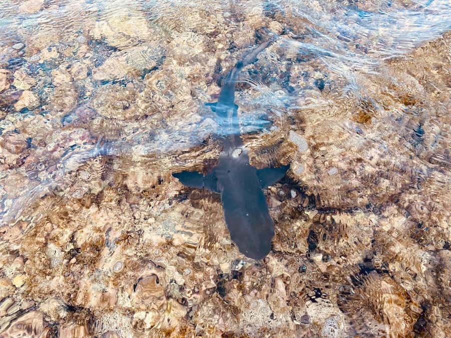 Sal: Salt Lake Tour, Shark Bay and Pedra de Lume Village - Price and value: what $36 covers (and what to budget extra)