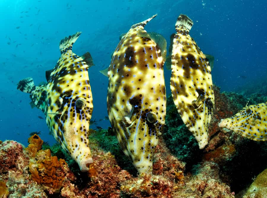Santa Maria: Guided Snorkeling and Reef Tour - Key things I’d prioritize before you go