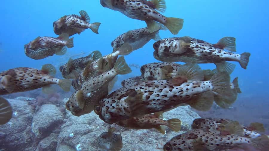 Santa Maria: Guided Snorkeling and Reef Tour - Should you book this Santa Maria reef snorkeling tour?