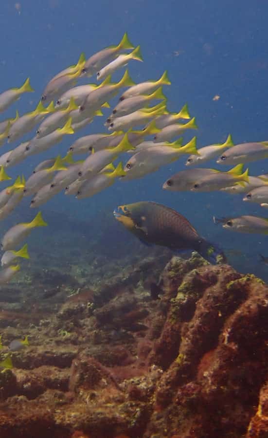Santa Maria: Guided Snorkeling and Reef Tour - Getting started at the Santa Maria snorkeling office