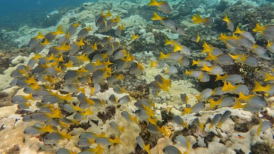 Santa Maria: Guided Snorkeling and Reef Tour - Farol and the Santa Maria Bay: where visibility helps the animals show up