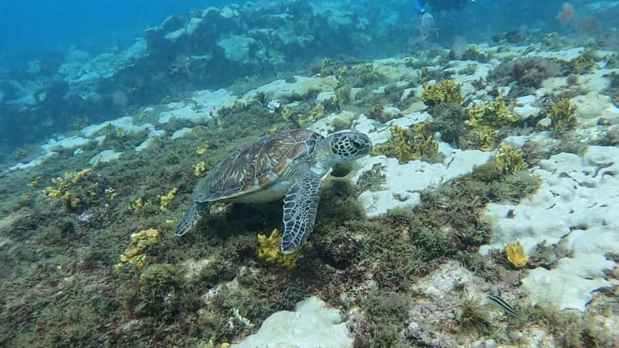 Santa Maria: Guided Snorkeling and Reef Tour - How the guides help you spot turtles and rays (without touching)