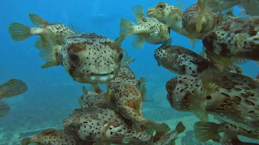 Santa Maria: Guided Snorkeling and Reef Tour - What’s included in the price (and what you’ll still need)