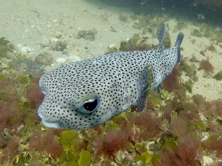 Santa Maria: Guided Snorkeling and Reef Tour - Who this tour fits best (and who should pick another plan)