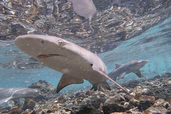Santa Maria, Sal: All inclusive Salt Lake, Blue Eye and Shark Bay - Weather, Timing, and Why Some Stops Look Better on Some Days