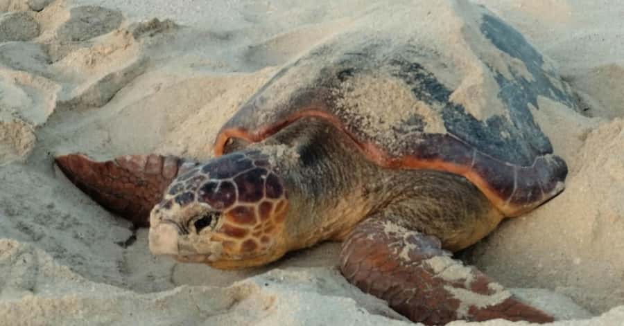 Santa Maria: Sal Island Sea Turtle Watching Experience - Key things to know before you go