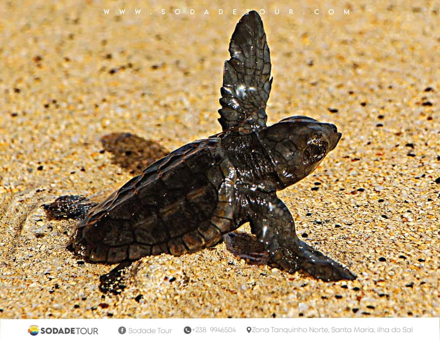 Santa Maria: Sal Island Sea Turtle Watching Experience - Why Santa Maria’s night nesting tour is so compelling on Sal