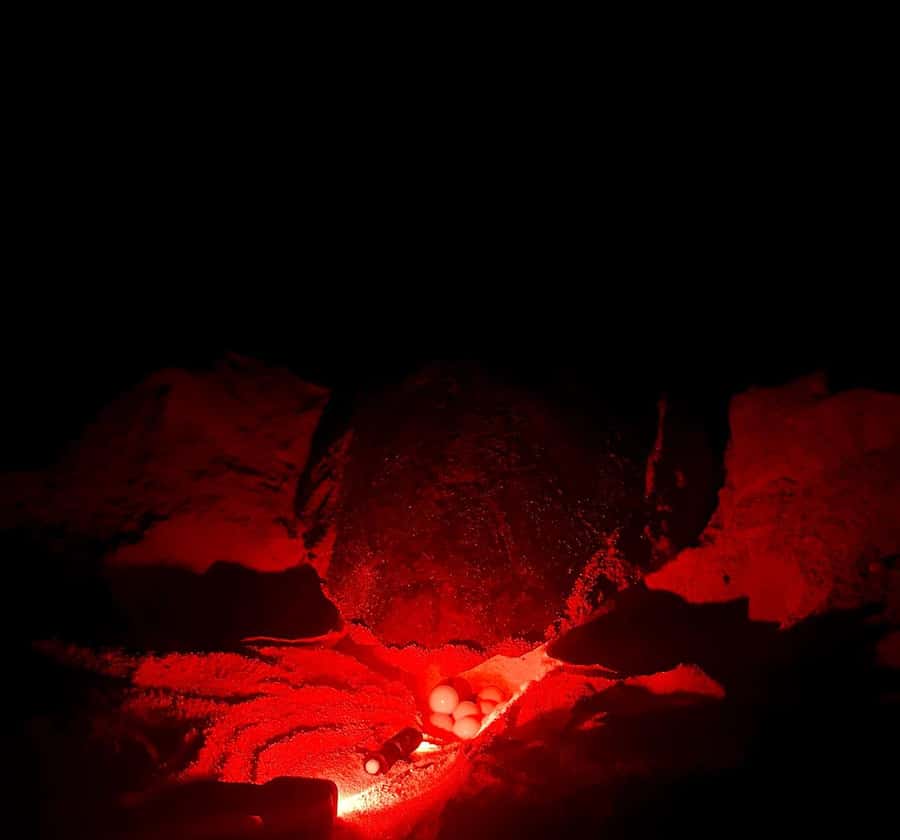 Santa Maria: Sal Island Sea Turtle Watching Experience - From your hotel to the beach: how the evening setup works