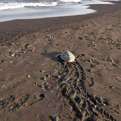 Santa Maria: Sal Island Sea Turtle Watching Experience - The turtles of Cape Verde: what you’re likely to learn during the tour