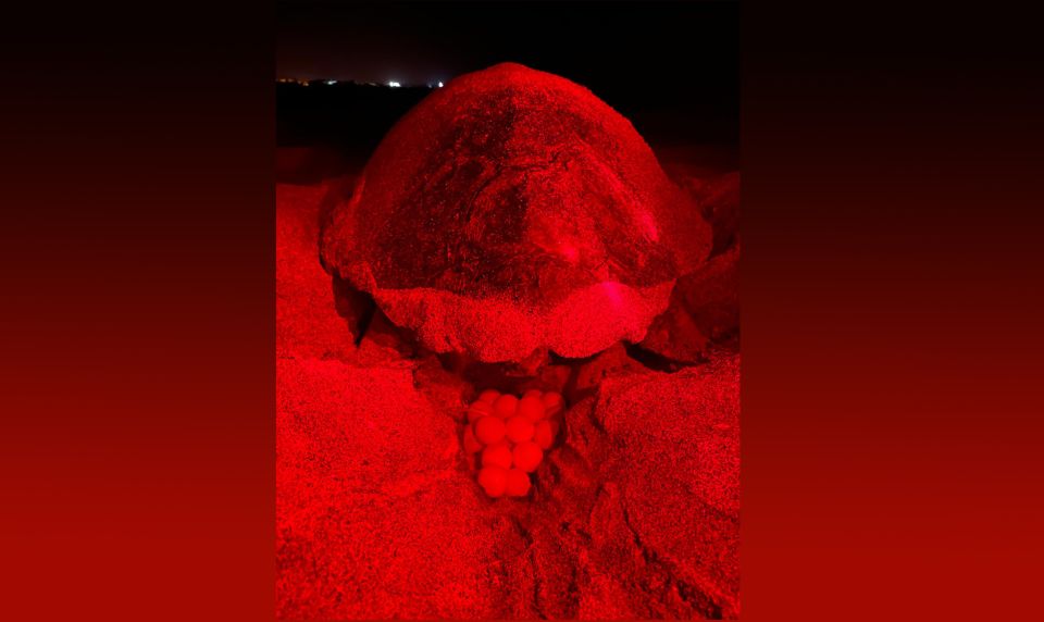Santa Maria: Sea Turtle Watching Experience on Sal Island - Key Things to Know Before You Go
