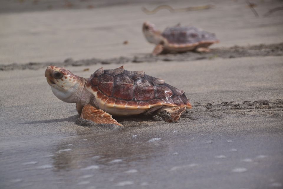 Santa Maria: Sea Turtle Watching Experience on Sal Island - FAQ