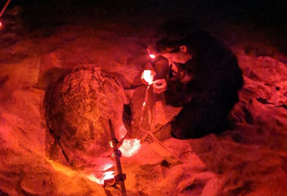 Santa Maria: Sea Turtle Watching Experience on Sal Island - 8 PM Pickup to a Deserted Beach on Sal