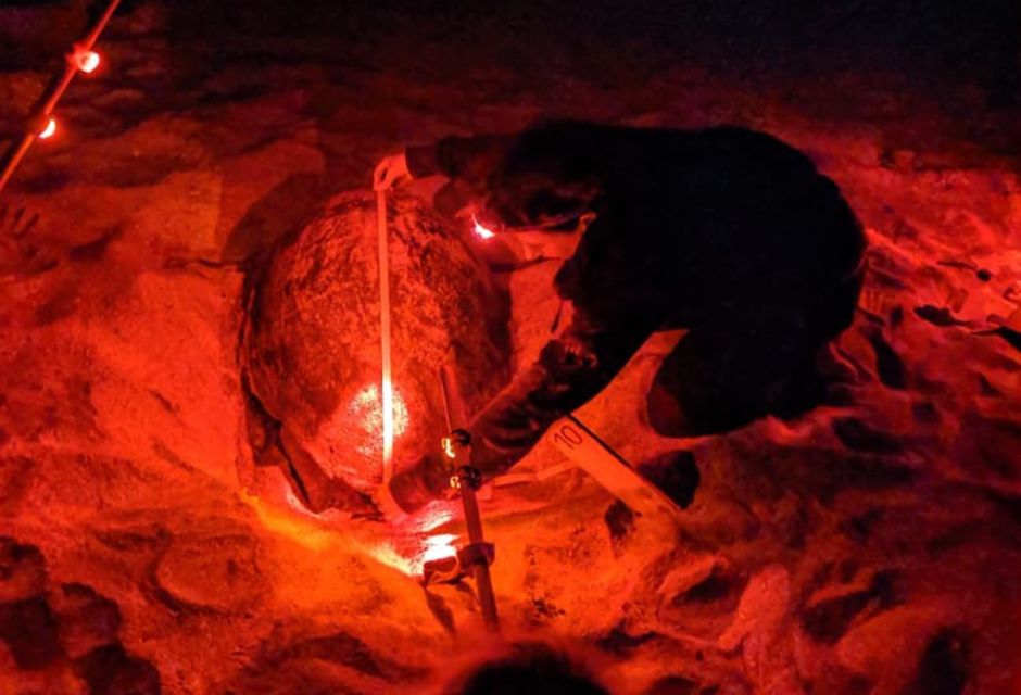 Santa Maria: Sea Turtle Watching Experience on Sal Island - From Turtle Arrival to Egg-Laying: What the Full Cycle Teaches You