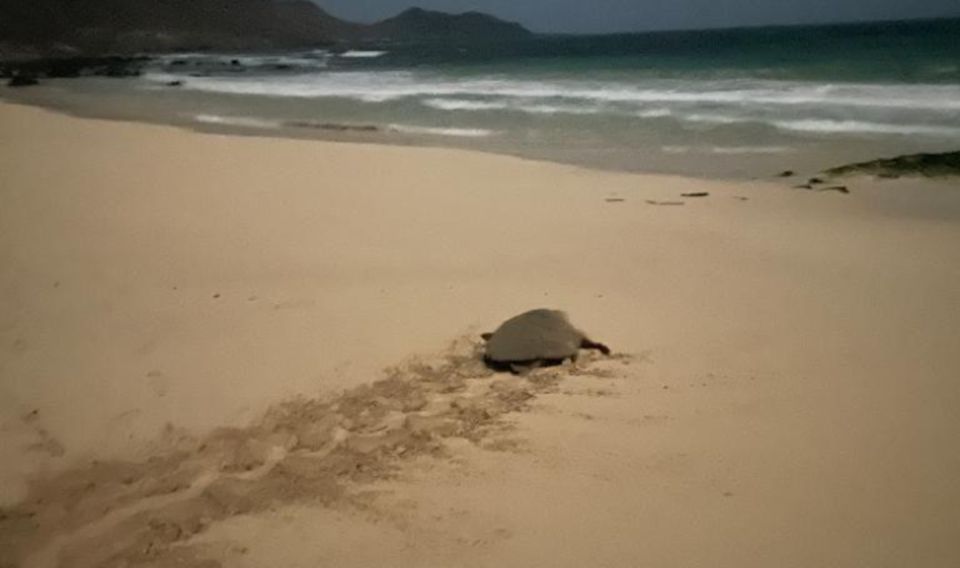 Santa Maria: Sea Turtle Watching Experience on Sal Island - Price and Value: Is $41 Worth It?