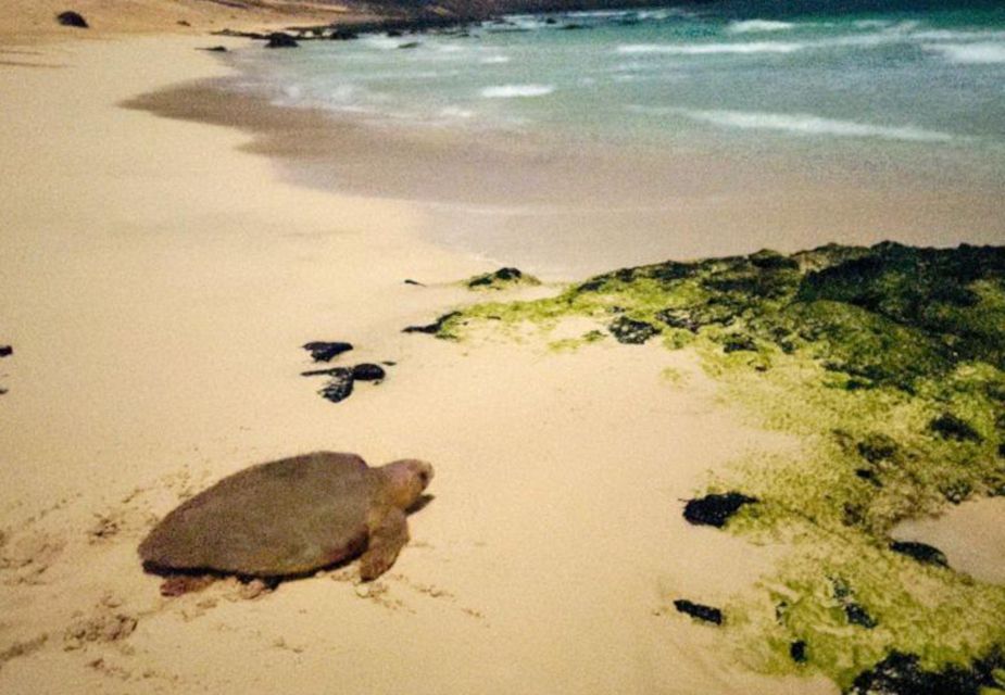 Santa Maria: Sea Turtle Watching Experience on Sal Island - Should You Book Santa Maria Sea Turtle Watching on Sal?