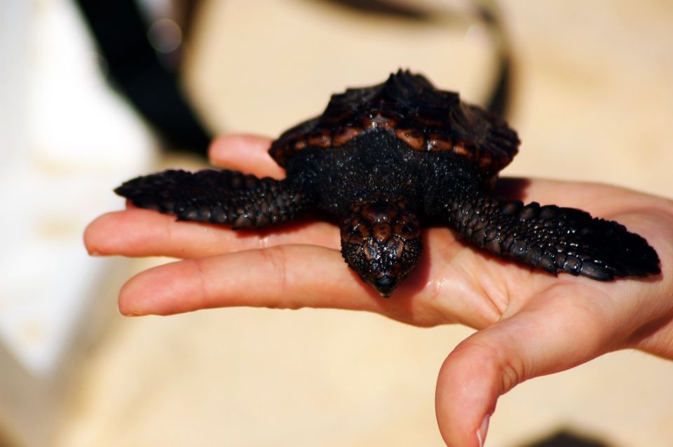Santa Maria: Sea Turtle Watching Experience on Sal Island - The Beach Walk in the Dark: How You Watch Without Messing It Up