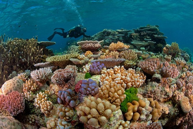 Scuba Diving Full Day Boat Trip for beginners With Lunch & Transfer – Hurghada - Key highlights worth knowing before you go