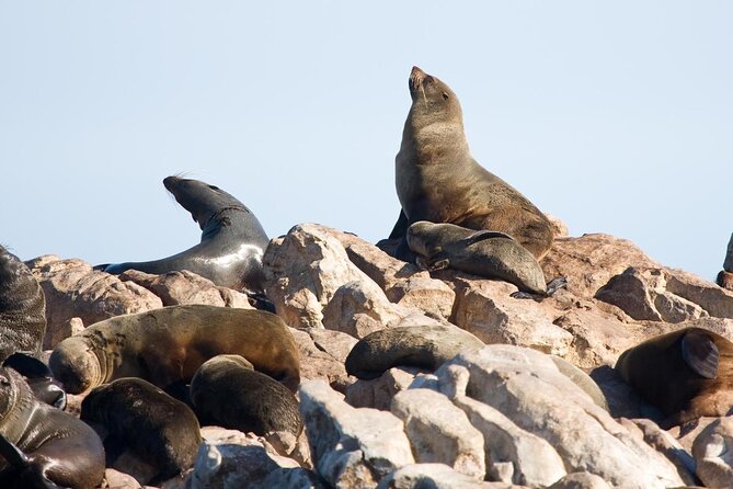 Shark Cage Diving and Viewing with transport from Cape Town - Key Things You’ll Notice on This Trip