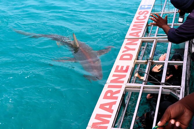 Shark Cage Diving and Viewing with transport from Cape Town - Cape Town to Gansbaai: Why the Long Day Starts Early