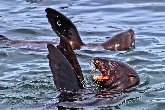 Shark Cage Diving and Viewing with transport from Cape Town - Gear, Briefing, and the Species Lesson You’ll Actually Use