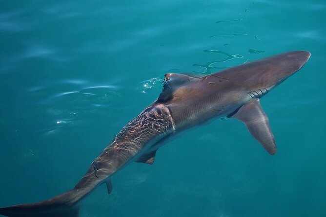 Shark Cage Diving and Viewing with transport from Cape Town - The Boat Ride to Dyer Island and the Waiting Game
