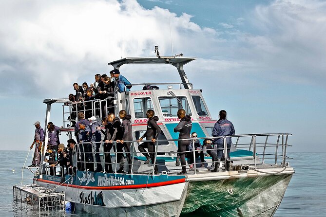 Shark Cage Diving and Viewing with transport from Cape Town - On the Water Wildlife: When the Day Goes Beyond Sharks