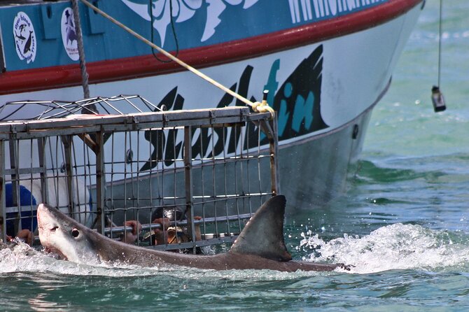 Shark Cage Diving and Viewing with transport from Cape Town - After the Cage: Warm Support and the Optional Video