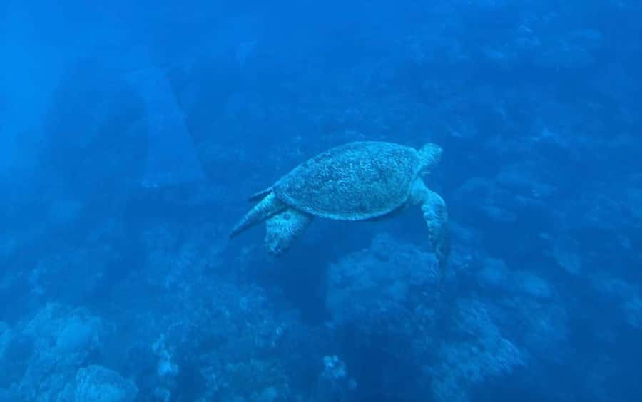 Sharm El-Sheikh: Seascope Submarine boat cruise with pickup - Key things that make this Seascope trip work