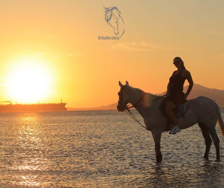 Sharm El Shiekh: Beach and City Desert Horse Riding Tour - Why Sharm’s City Desert Turns Into a Beach Ride