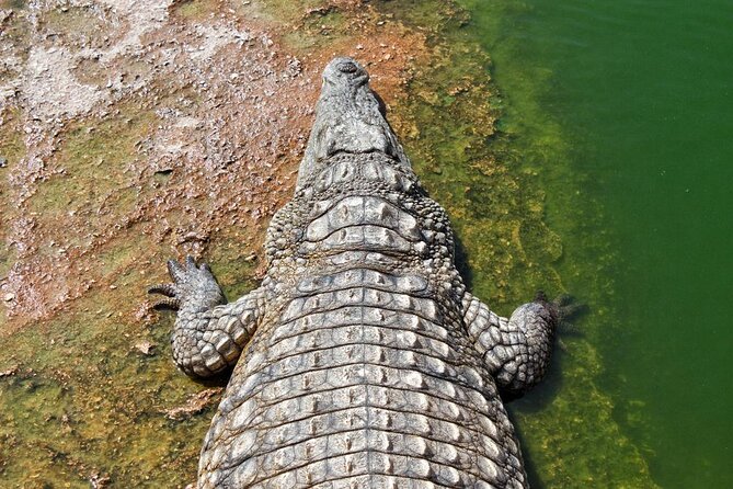 Skip the Line Ticket to Crocoparc with Optional Transfert - Key things you’ll notice right away