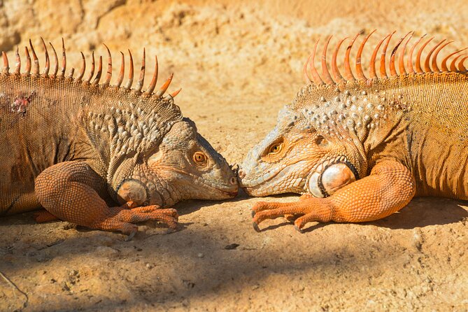 Skip the Line Ticket to Crocoparc with Optional Transfert - Crocoparc in Agadir: why this park feels different