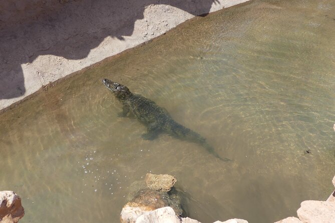Skip the Line Ticket to Crocoparc with Optional Transfert - What kids get besides crocs: playground, henna, and extra activities