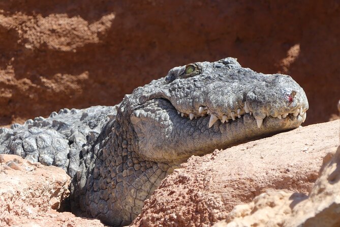 Skip the Line Ticket to Crocoparc with Optional Transfert - The on-site vibe: cleanliness, staff help, and how to ask questions