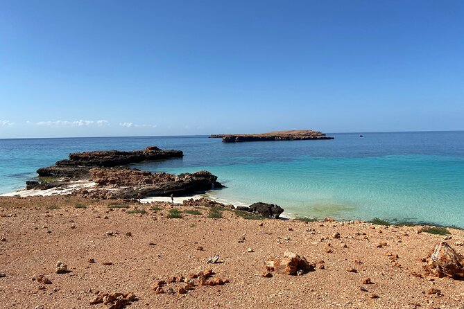 Snorkeling at Dimaniyat Islands and Dolphin Watching - Snorkeling at Dimaniyat: reefs, turtles, and your best chances