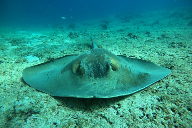 Snorkeling at Dimaniyat Islands and Dolphin Watching - Al Alam Palace photo pass: fast, classy, and actually useful