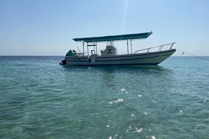 Snorkeling at Dimaniyat Islands and Dolphin Watching - Dolphin watching: how to set expectations without killing your excitement