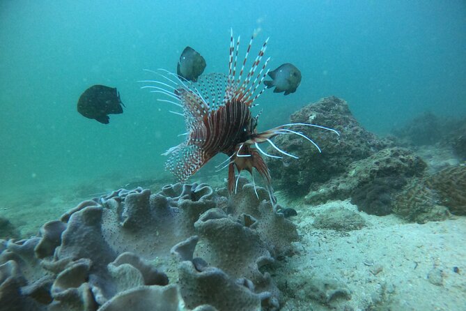 Snorkeling at Dimaniyat Islands and Dolphin Watching - How the staff and guides can shape your day