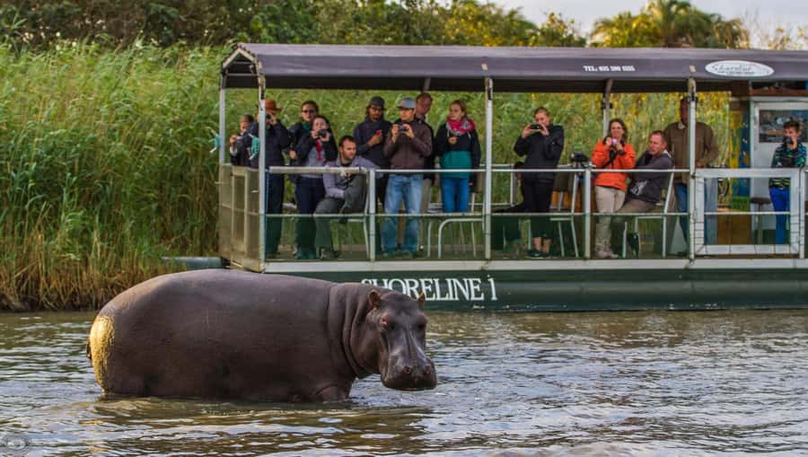 St Lucia: Hippo and Crocodile Cruise on a 15-Seat Vessel - Hippos, Crocs, and the Real Rhythm of Lake St Lucia