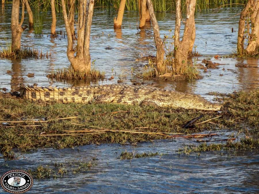 St Lucia: Hippo and Crocodile Cruise on a 15-Seat Vessel - What You’ll Actually See: Hippo Pods, Crocs, and Birdlife