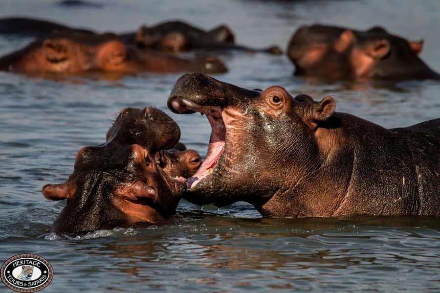 St Lucia: Hippo and Crocodile Cruise on a 15-Seat Vessel - Price and Value: About $23 for Two Hours That Actually Delivers
