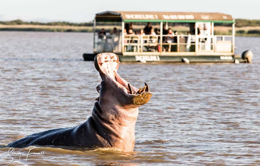 St Lucia: Hippo and Crocodile Cruise on a 15-Seat Vessel - The 15-Seat Boat: Close to the Water, Close to the Action